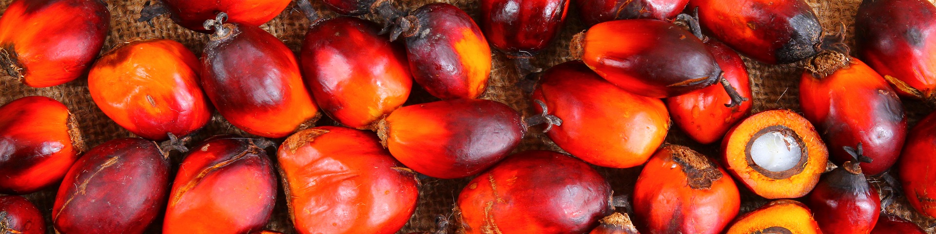 #herobanner palm oil 1920x480