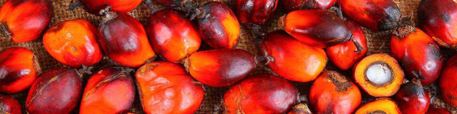 #herobanner palm oil compressed