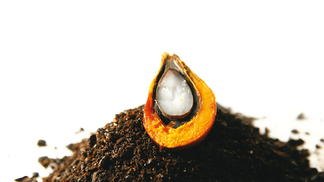 Palm oil seed