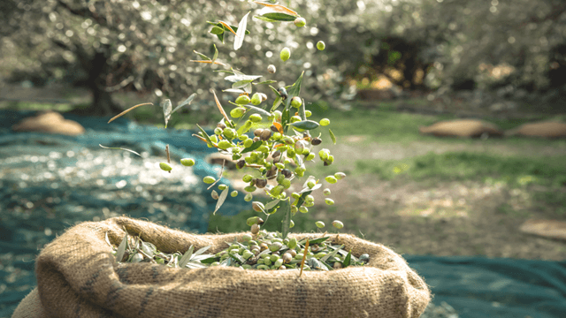 olive-harvest-burlap-sack-sunlit-grove.png